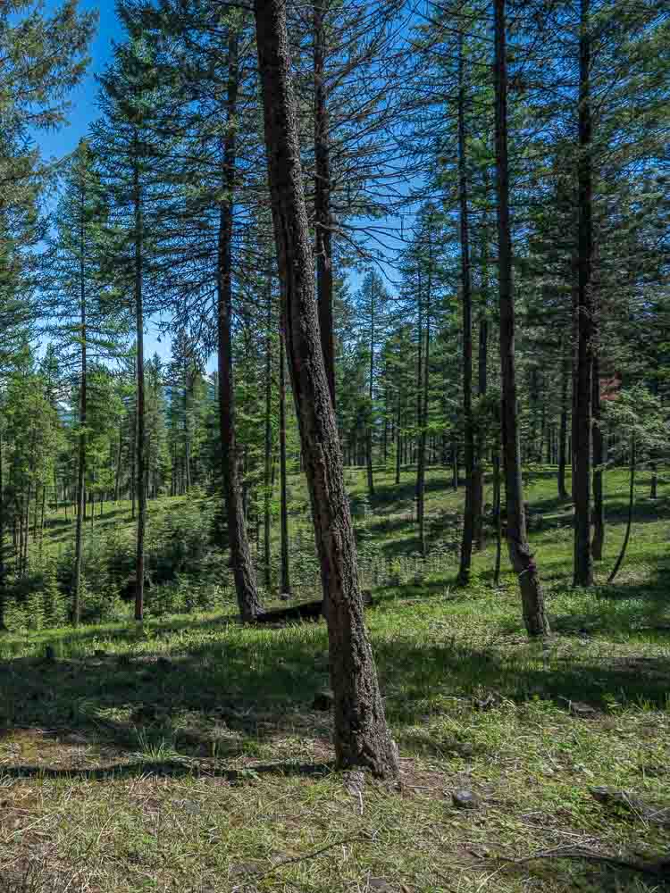 Montana Forest Land For Sale